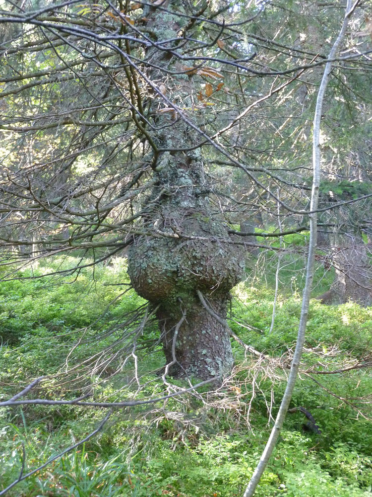 schwarzwaldbaum mit Knolle bzw. Elefantenfu