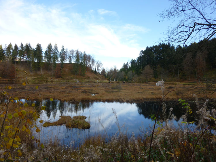 Torfinsel im Naturschutzgebiet Nonnenmattweiher im Schwarzwald