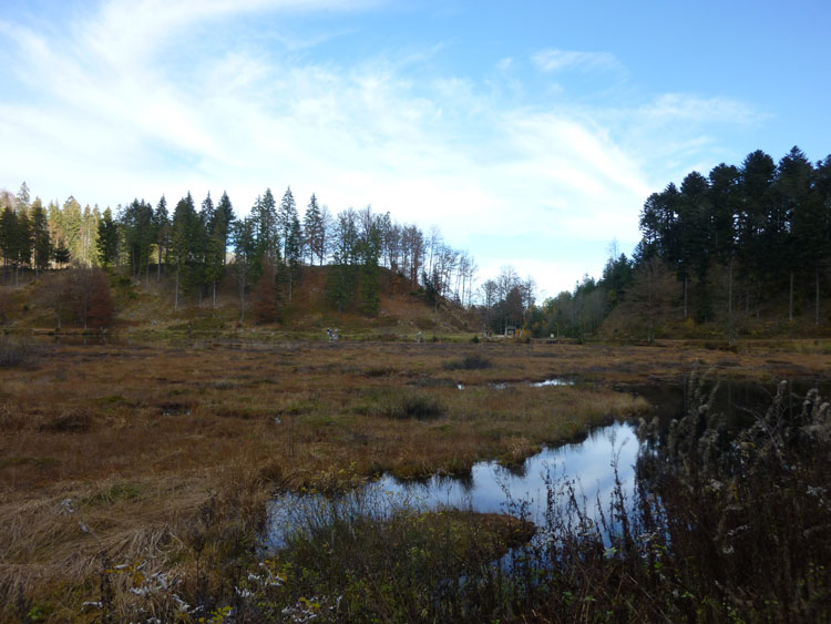 Torfinsel im Hochmoor am Nonnenmattweiher im Schwarzwald