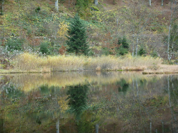 Uferspiegelung am See Nonnenmattweiher im Schwarzwald