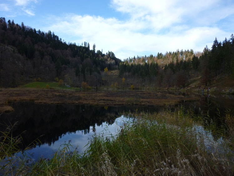 Uferzone mit Gräsern und Spiegelung des Schwarzwalds und des Horizonts