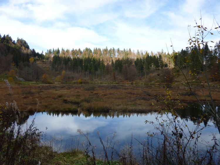 Torfinsel im See Nonnenmattweiher im Schwarzwald