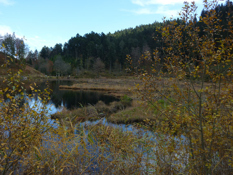 Ufer des Hochmoors Nonnenmattweiher mit See im Hintergrund