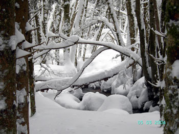 Schwarzwald Winter im Gersbach Ferienwohnung im Naturpark Südschwarzwald Ferienwohnungen Südterrasse