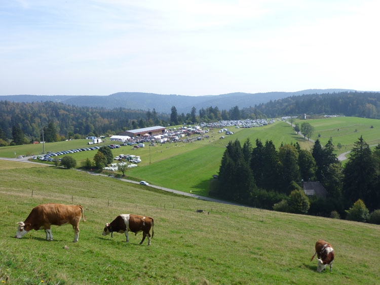 Aussicht Schwarzwald Landschaft Kühe Weide und Weidefest