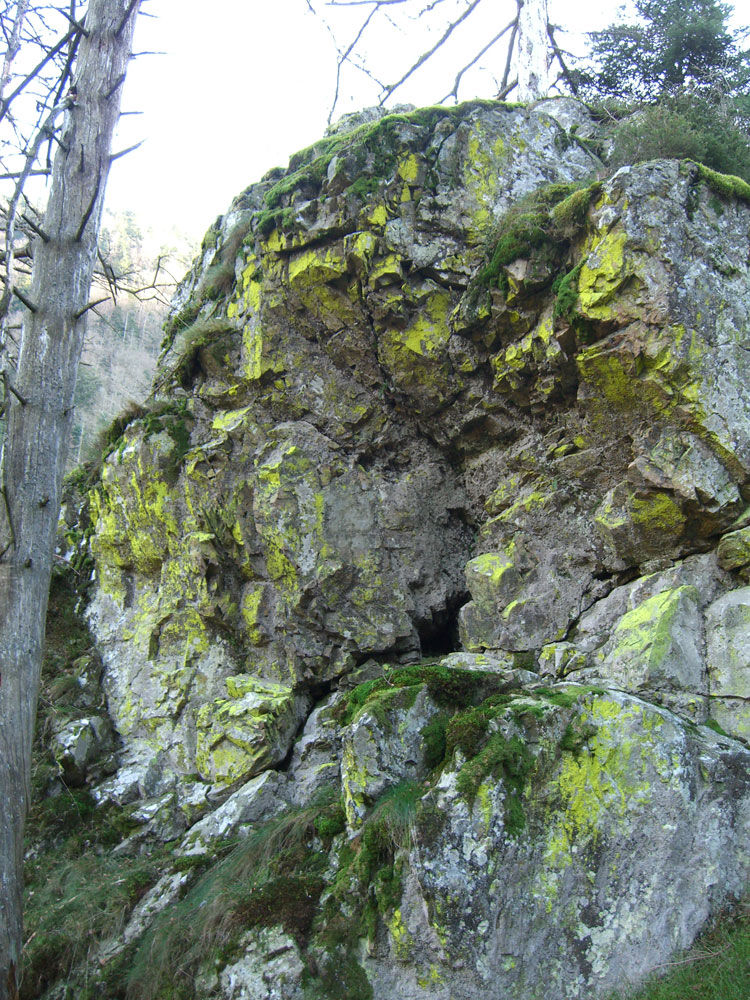 Flechten Schwarzwald Felsen