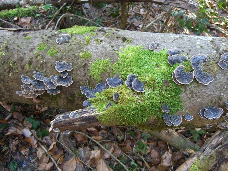 Holzpilze Holz Moss