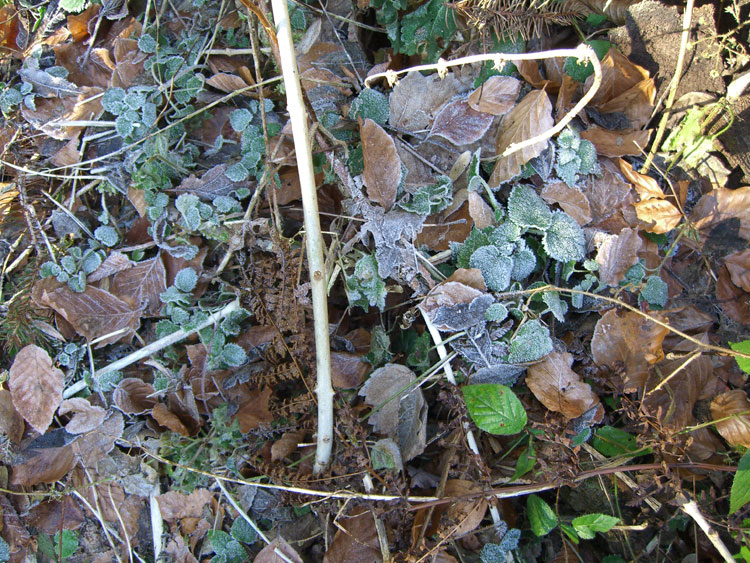 Winter Schwarzwald Rauhreif