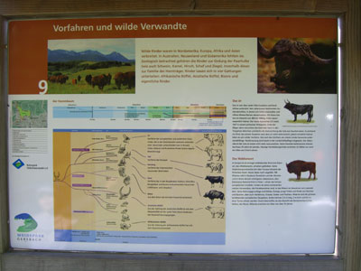 Schwarzwald Lehrpfadtafel Vorfahren Verwandte Hausrind