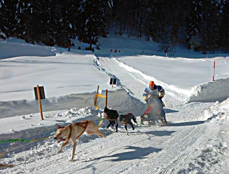 Schwarzwald-Schlittenhunderennen