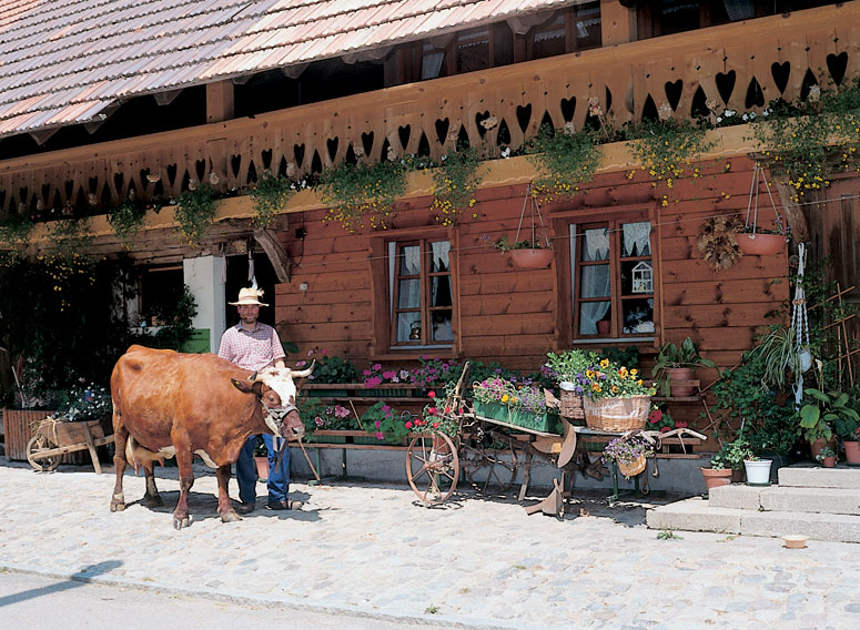 Schwarzwaldhaus Vorderwälder Rind