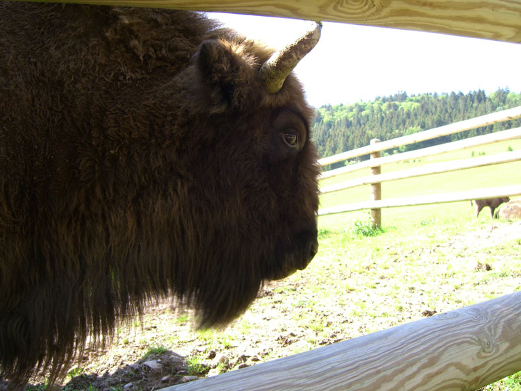 Wisent Vatertier