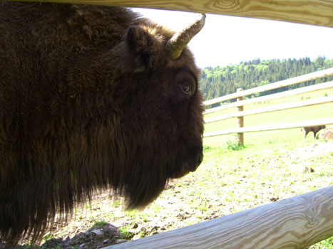 Wisent Bulle