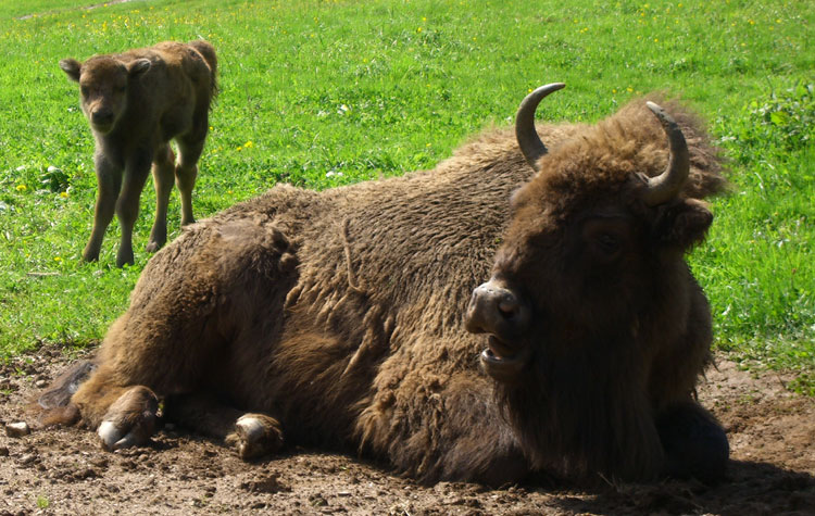 Schwarzwald Wisent Mutter Jungtier