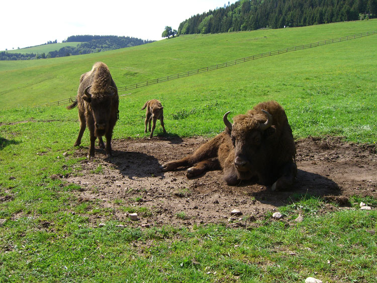 Wisent Familie