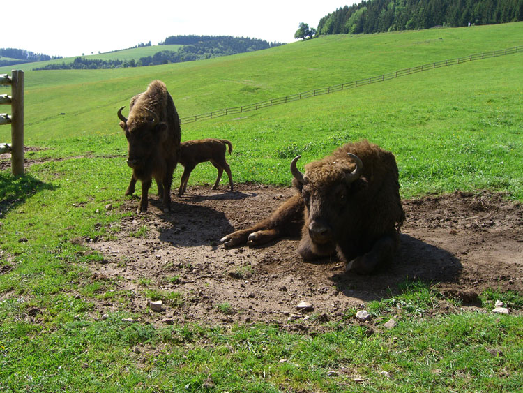 Wisent Kleintier Säugen