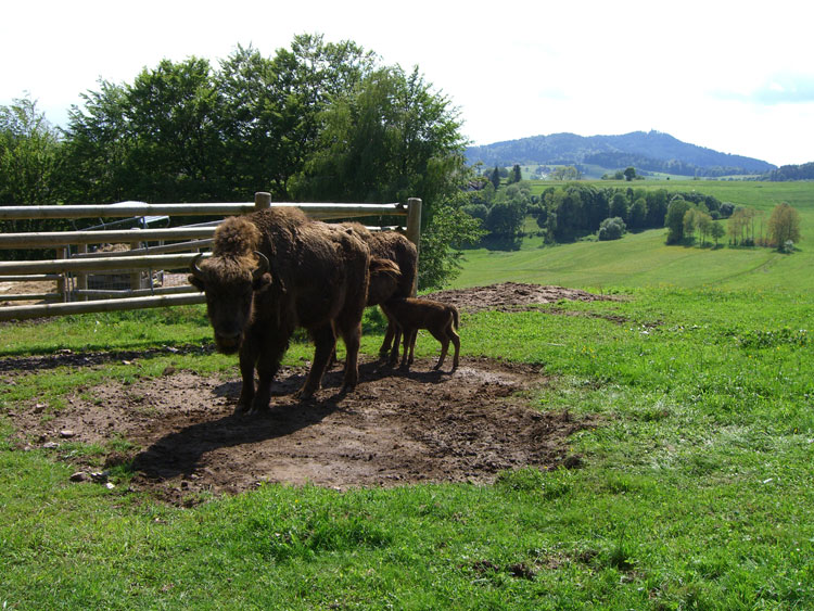 Wisentnachwuchs beim Säugen