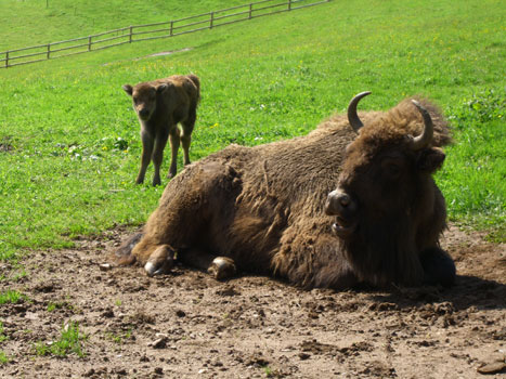 Wisentmutter und Jungtier