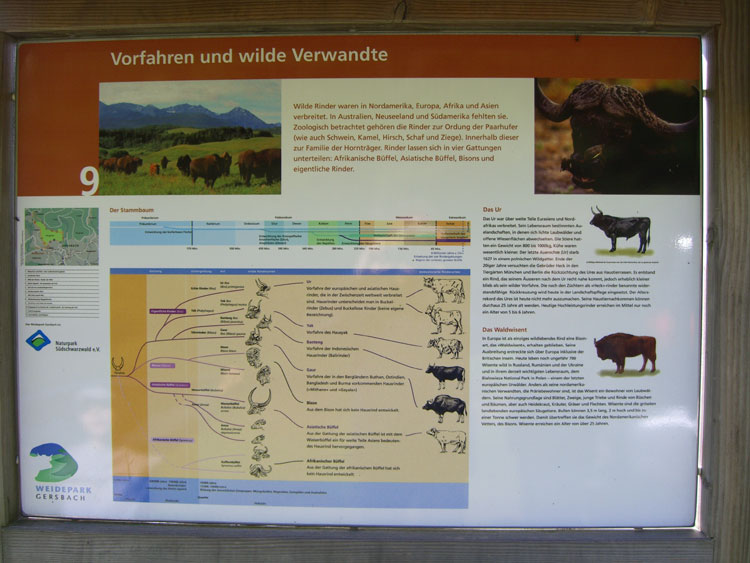 Lehrpfad Schwarzwald Tafel Hausrind Vorfahren