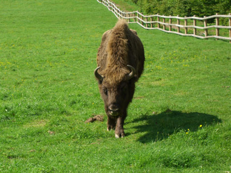 Wisent